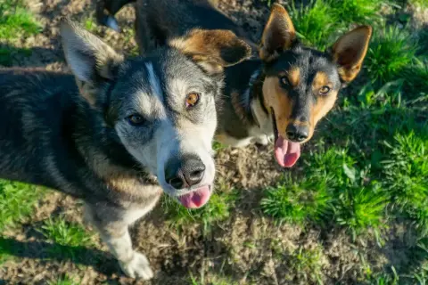 Dwa psy, jeden z nich wygląda jak alaskan malamute, patrzą w górę z językami na wierzchu, na tle trawy i ziemi.