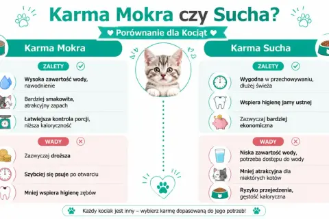 Porównanie mokrej i suchej karmy dla kociąt: zalety i wady każdej z nich. Wybierz najlepszą karmę dla swojego pupila!