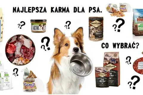 Najlepsza karma dla psa – wybierz odpowiednią dla swojego pupila