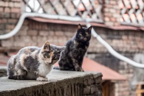 Dwa koty, jeden pręgowany, drugi czarny kot dachowiec, siedzą na murku.