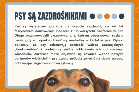 Ciekawostki o psach: Psy bywają zazdrosne! Badania pokazują, że psy odczuwają zazdrość wobec "konkurentów" i nowych partnerów właścicieli.
