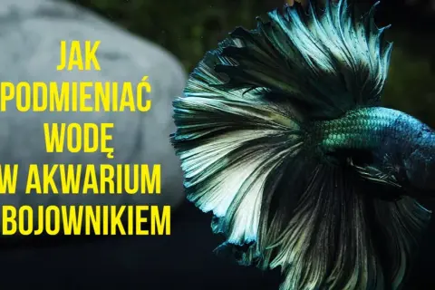 Jak podmieniać wodę w akwarium, aby uniknąć błędów i zadbać o ryby