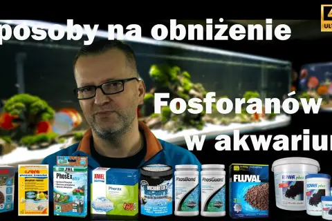 Jak obniżyć fosforany w akwarium i poprawić zdrowie ryb
