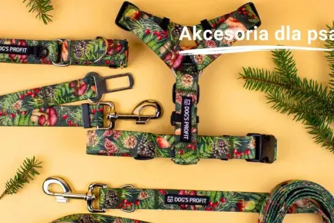 Najlepsza obroża dla buldoga francuskiego - komfort i bezpieczeństwo