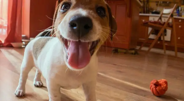 Szczeniak rasy jack russell terrier, mały pies myśliwski, z językiem na wierzchu, gotowy do zabawy.