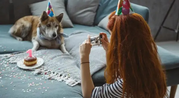 Urodzinowy piesek w czapce z cyfrą 1. Ile to ludzkich lat? Kobieta robi mu zdjęcie.