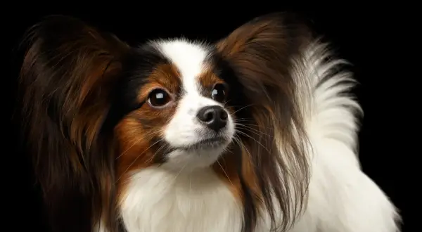 Portret psa rasy papillon z dużymi uszami na czarnym tle.