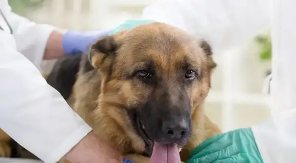 Weterynarz bada owczarka niemieckiego. Nie podawaj paracetamolu dla psa bez konsultacji z lekarzem weterynarii.