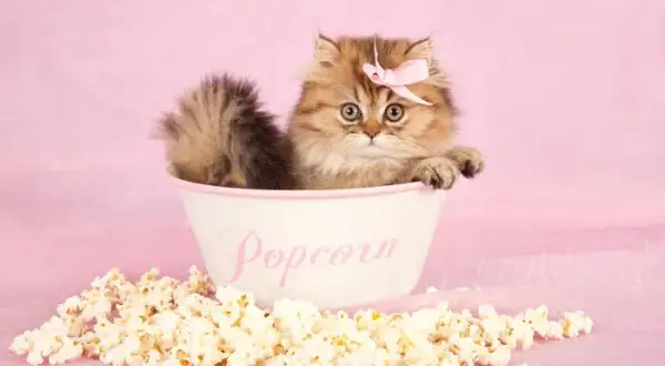 Czy koty mogą jeść popcorn? Poznaj zagrożenia i lepsze przekąski