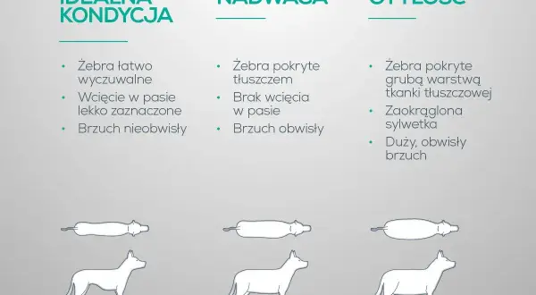 Otyły pies ma żebra pokryte grubą warstwą tłuszczu, zaokrągloną sylwetkę i duży, obwisły brzuch.