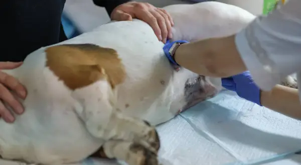 Suczka po sterylizacji leży na stole weterynaryjnym. Weterynarz w niebieskich rękawiczkach zajmuje się jej brzuchem, gdzie widoczne są szwy po zabiegu.