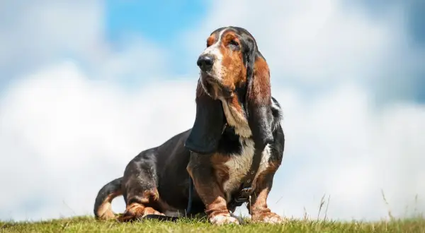 Basset hound z długim nosem siedzi na trawie pod błękitnym niebem z chmurami.