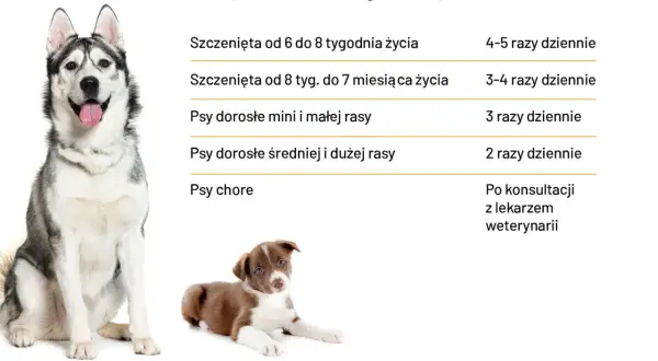 Jak karmić psa? Tabela pokazuje ile razy dziennie karmić szczenięta i psy dorosłe różnych ras, a także chore.