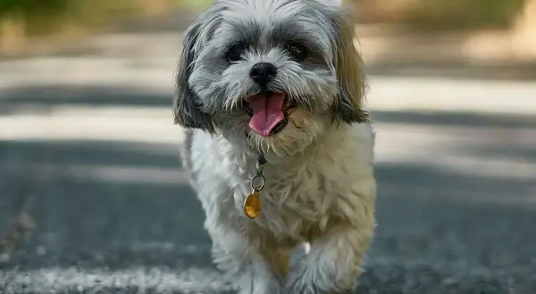 Szczeniak Shih Tzu z językiem na wierzchu, idący po ścieżce. Może to być imię dla dużego psa, który jest bardzo przyjazny.
