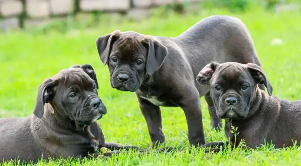 Trzy szczenięta rasy Cane Corso na trawie. Chcesz wiedzieć, jak sprawdzić hodowlę psa? Te maluchy to dobry przykład zdrowych psów.
