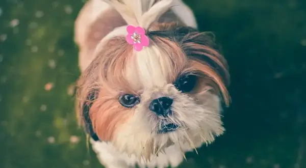 Słodki shih tzu z różową spinką we włosach. Czy ex-pain dla psa na co pomaga? Ten maluch wygląda na zdrowego i szczęśliwego.