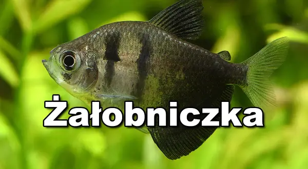 Jakie ryby do akwarium 25l - najlepsze gatunki i porady dla początkujących