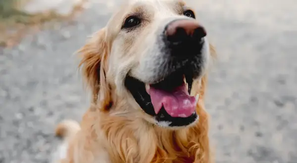 Uśmiechnięty golden retriever. Czy 12 lat psa to ile ludzkich? Ten psiak wygląda na szczęśliwego w każdym wieku.