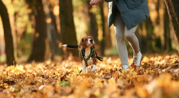 Beagle w jesiennym parku, z zaciekawieniem patrzący na rękę człowieka, jakby zastanawiał się, dlaczego pies chodzi za mną krok w krok.