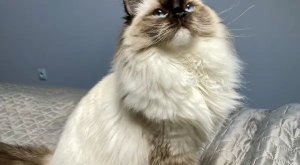 Piękny ragdoll o niebieskich oczach, imponującej wielkości i puszystym futrze, siedzi na łóżku.