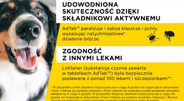 Jak działają tabletki na kleszcze dla psa i dlaczego są skuteczne
