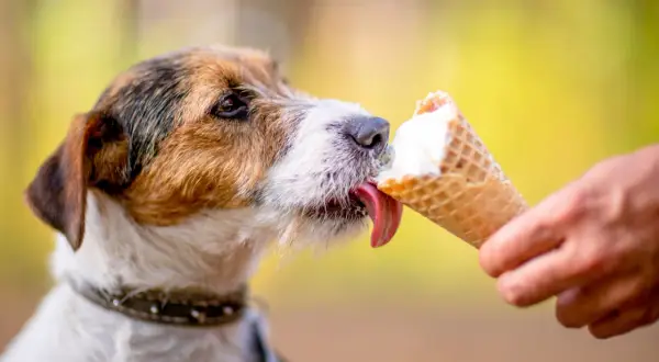 Czy pies może jeść lody? Ten uroczy piesek z pewnością cieszy się lodami w wafelku, oblizując je z apetytem.