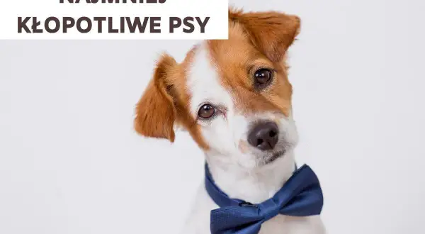 Uroczy piesek w muszce, który wygląda na najmniej kłopotliwego psa.