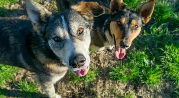 Dwa psy, jeden z nich wygląda jak alaskan malamute, patrzą w górę z językami na wierzchu, na tle trawy i ziemi.