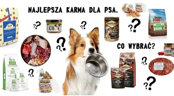 Najlepsza karma dla psa – wybierz odpowiednią dla swojego pupila