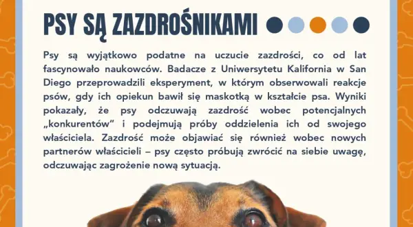 Ciekawostki o psach: Psy bywają zazdrosne! Badania pokazują, że psy odczuwają zazdrość wobec "konkurentów" i nowych partnerów właścicieli.