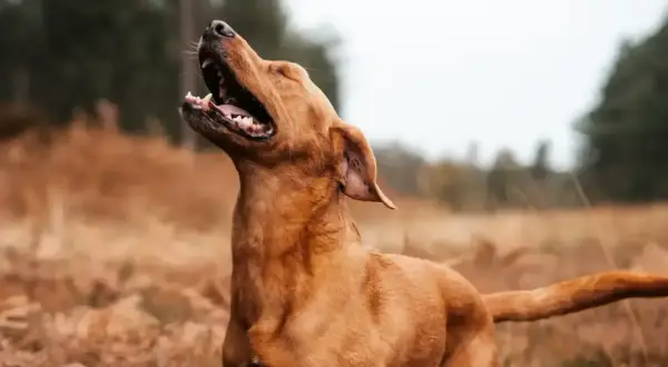 Rudy pies na tle jesiennego krajobrazu, z otwartym pyskiem, jakby naśladował ryk lwa.