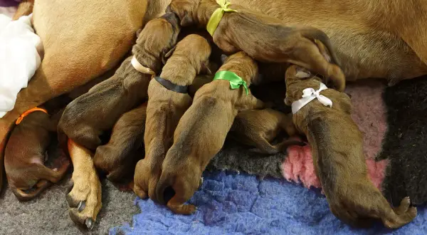 Szczenięta z kolorowymi wstążeczkami przy sutkach matki.