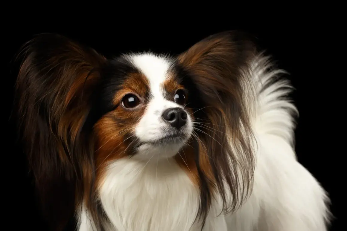 Portret psa rasy papillon z dużymi uszami na czarnym tle.
