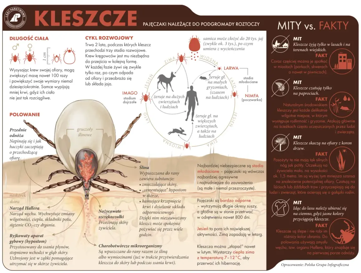 Ile żyją kleszcze? Zaskakujące fakty o ich cyklu życia i przetrwaniu
