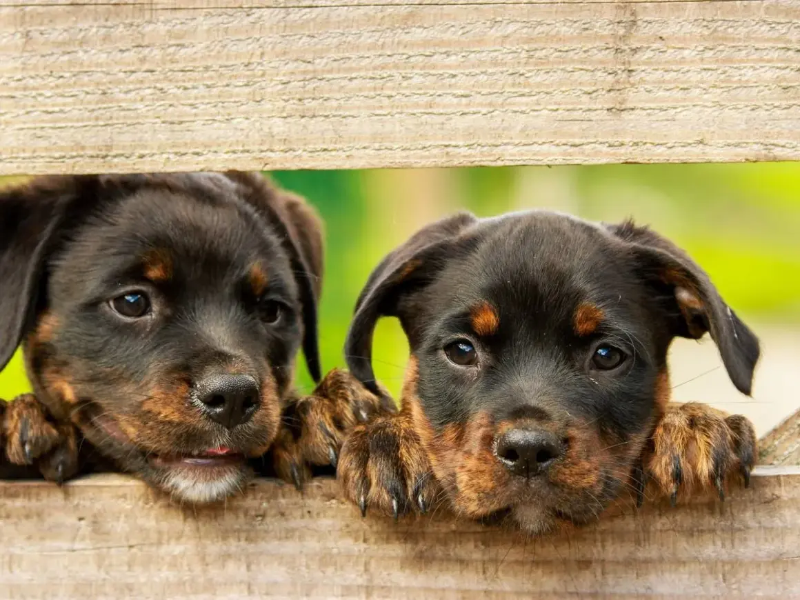 Dwa szczenięta rasy Rottweiler zaglądają przez drewniane deski.