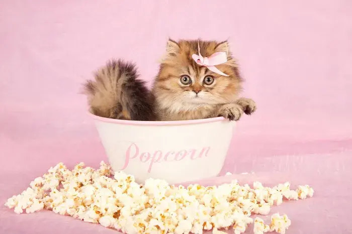 Czy koty mogą jeść popcorn? Poznaj zagrożenia i lepsze przekąski