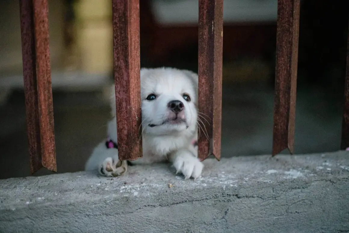 Mały, biały piesek z nadzieją w oczach czeka na adopcję psa ze schroniska.