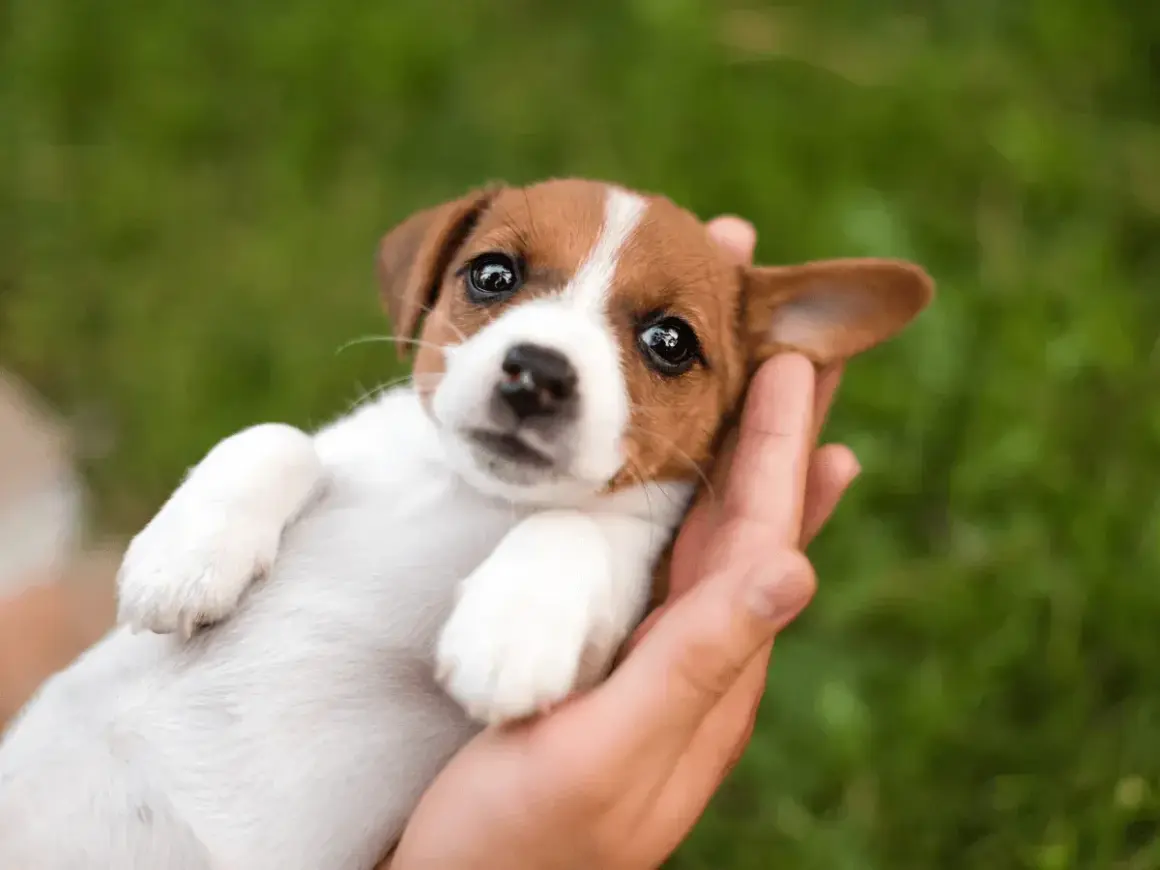 Uroczy szczeniak Jack Russell Terrier w dłoniach, idealny kandydat na imiona dla psa.