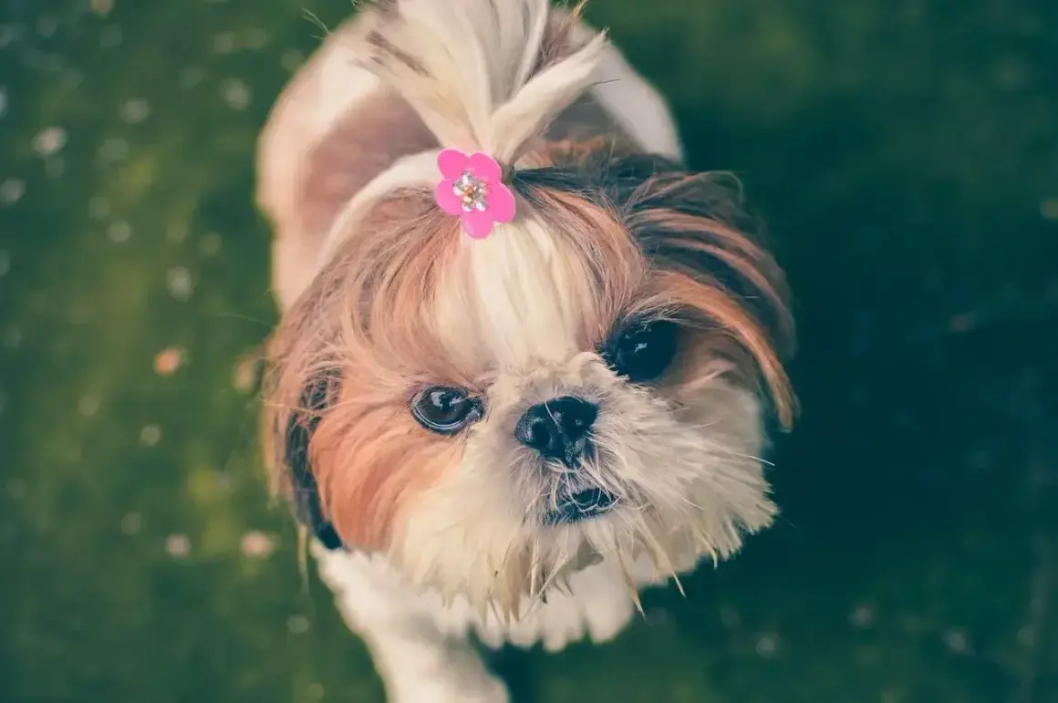 Słodki shih tzu z różową spinką we włosach. Czy ex-pain dla psa na co pomaga? Ten maluch wygląda na zdrowego i szczęśliwego.