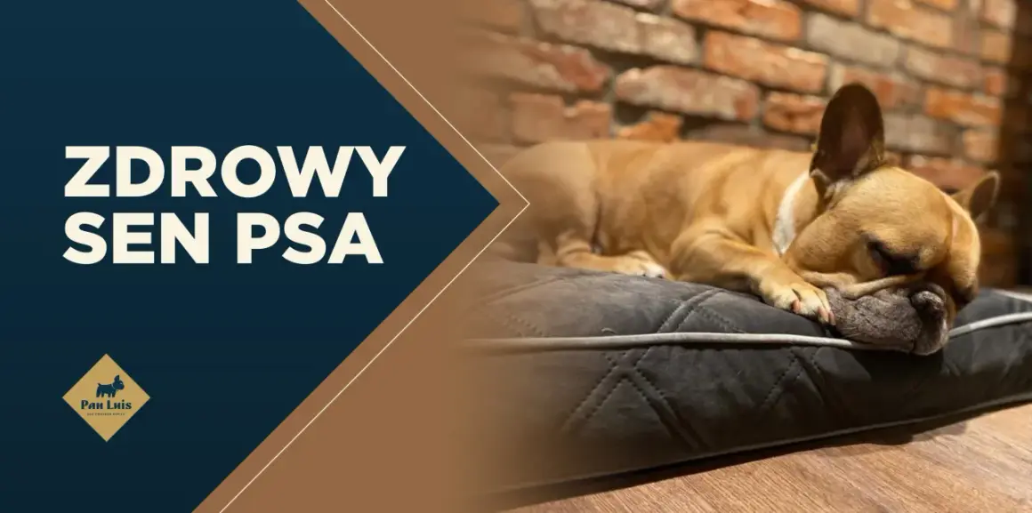 Francuski buldog śpi na wygodnej poduszce. Tekst na zdjęciu głosi "ZDROWY SEN PSA", podkreślając znaczenie regenerującego odpoczynku dla czworonogów.