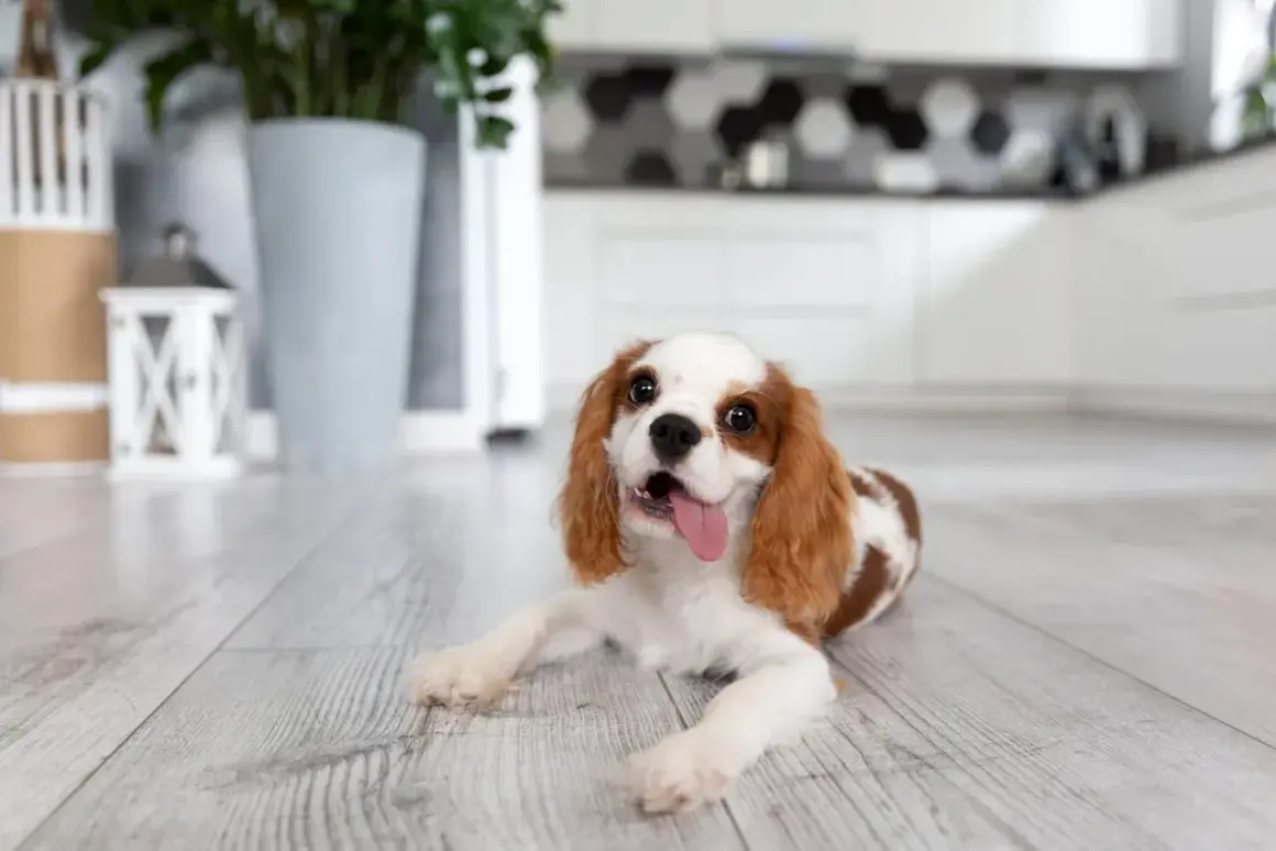 Szczeniak Cavalier King Charles Spaniel leży na drewnianej podłodze, z językiem na zewnątrz.