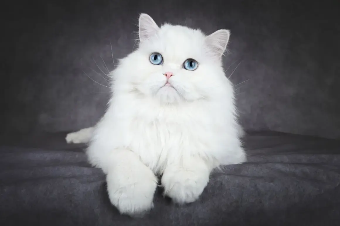 Uroczy kot albinos z niebieskimi oczami, siedzący na ciemnoszarym tle. Jego puszyste, białe futro lśni w świetle.