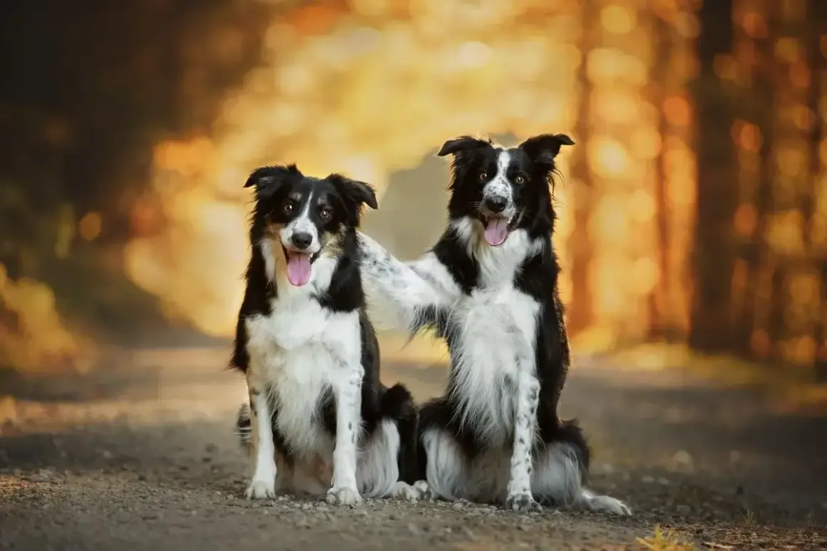 Dwa psy stróżujące średniej wielkości, border collie, siedzą obok siebie na leśnej ścieżce, jeden obejmuje drugiego łapą.