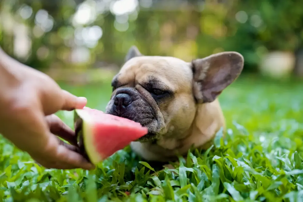 Francuski buldog je z watermelon. Czy pies może jeść czeresnie? Nie, ale watermelon jest bezpieczna.