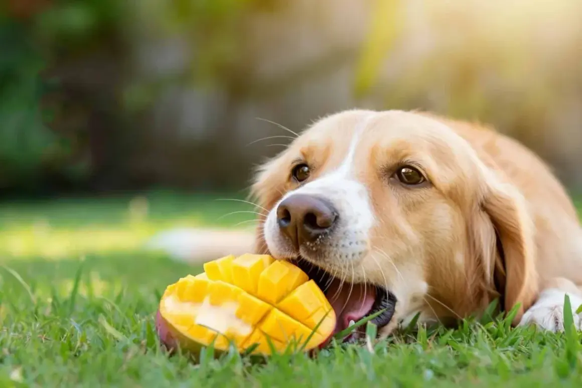 Złocisty piesek z apetytem gryzie soczyste mango. Czy pies może mango? Ten słodki łasuch zdaje się odpowiadać "tak"!