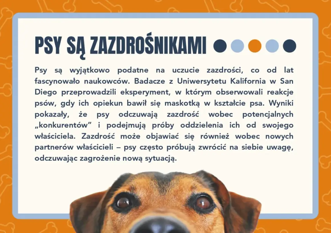 Ciekawostki o psach: Psy bywają zazdrosne! Badania pokazują, że psy odczuwają zazdrość wobec "konkurentów" i nowych partnerów właścicieli.
