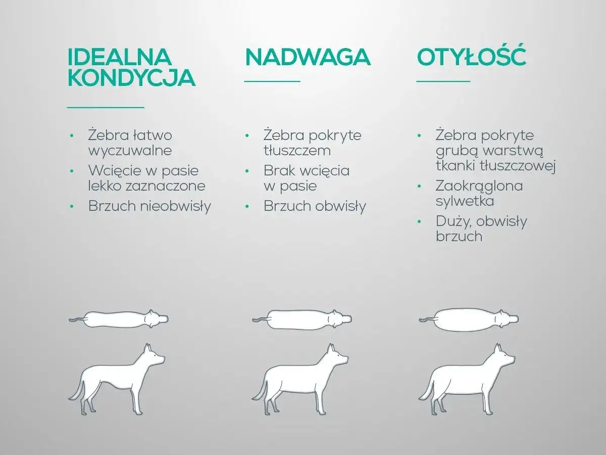 Nadwaga u psa - jak ją rozpoznać i bezpiecznie odchudzać?