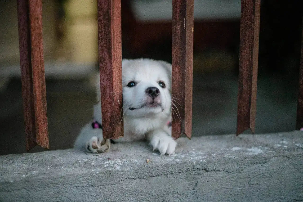 Adopcja psa ze schroniska - jak przejść przez cały proces?
