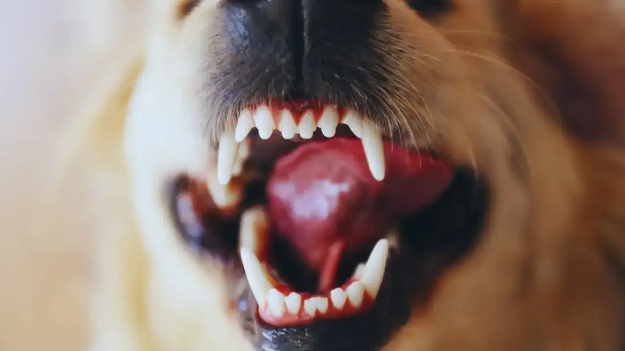 Ślinienie u psa - kiedy to norma, a kiedy do weterynarza?