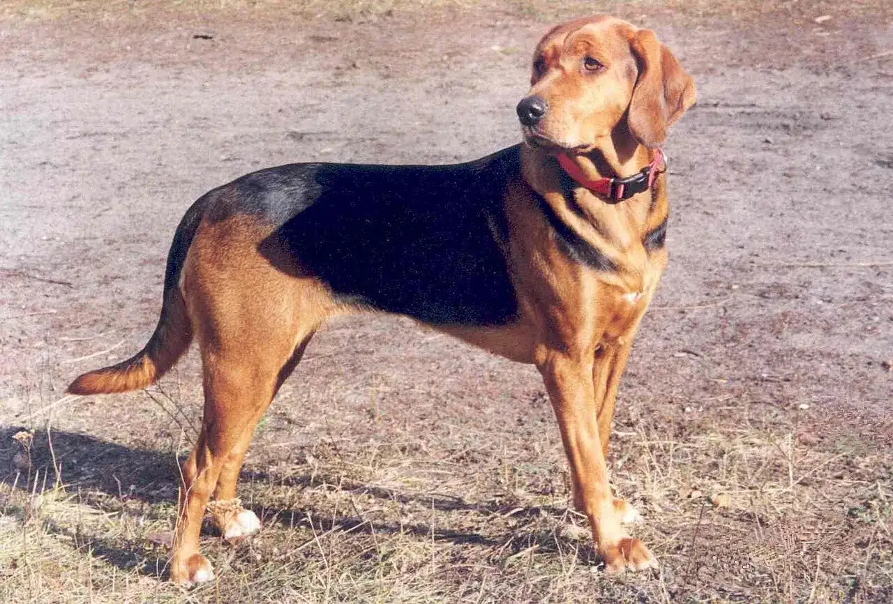 Psy gończe, ogar i hound - jak dobrać właściwą nazwę?